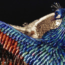 Shake Your Nail Feather