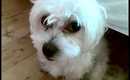 Crying dog.mp4