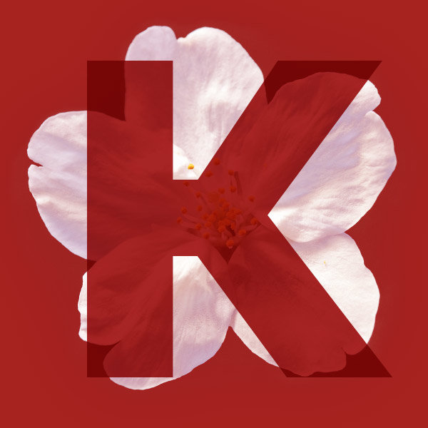 Letter K from the name Sakura with a cherry blossom