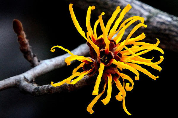 In Praise of Witch Hazel