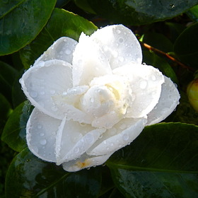 Coco Chanel's Favorite Flower, Camellia