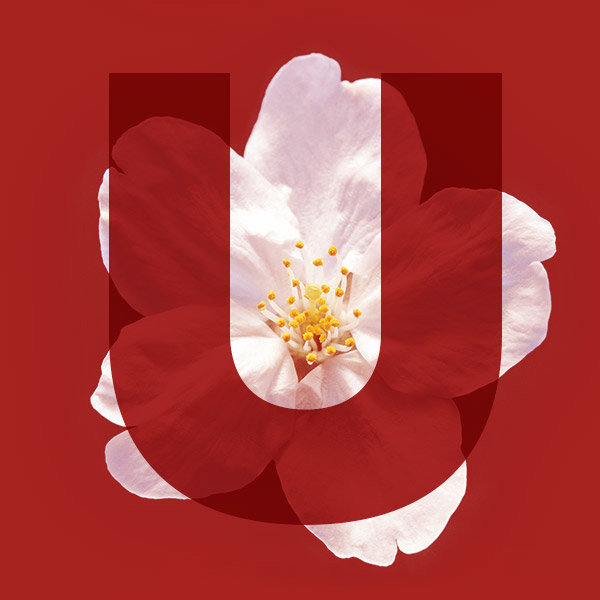 Letter U from the name Sakura with a cherry blossom