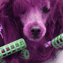 Is Your Pet as Pretty as You?