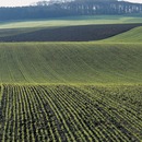 Lithuania Names a National Scent: Do Countries Smell?