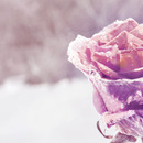 Pretty Is In the Air