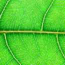 The Next 5 Trends in Eco Beauty