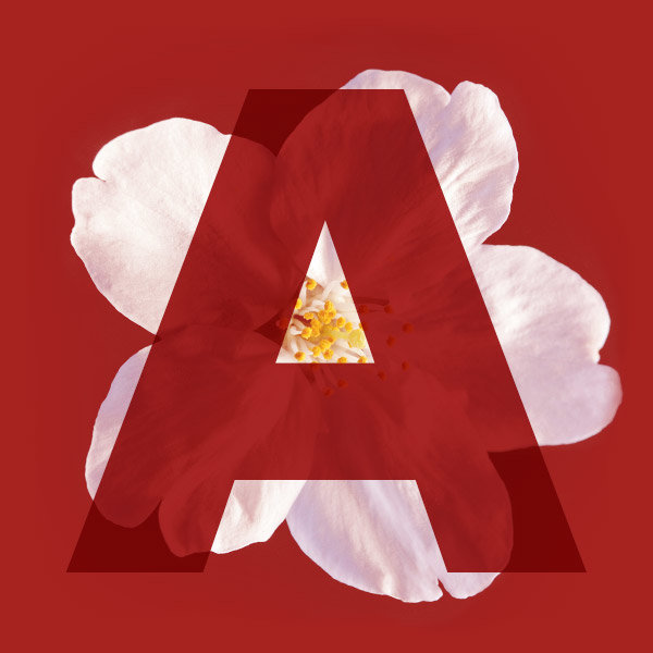 Letter A from the name Sakura with a cherry blossom