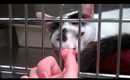 Underworld + Petco Visit (w. Special Guest)