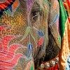 Holi Elephant - karimsahai.photoshelter.com