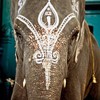 Holi Elephant