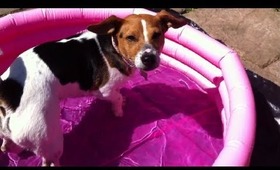 Lyla the jack russell enjoys some paddling pool time