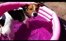 Lyla the jack russell enjoys some paddling pool time