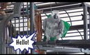 Meet Zak: Bird Meows and Speaks French & English