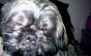 Coco's Video - The Pooch!