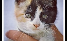 Meet Abby