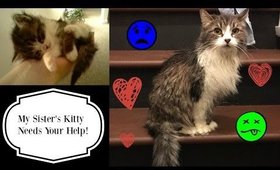 Please Help My Sister Save Her Favorite Kitty Cat :(