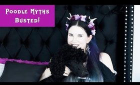 Top 11 Poodle Myths Busted