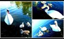 ♡ The Swan Lake ♡