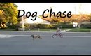 Vlogmas  Dog Chase Day 3