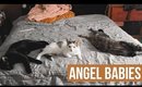 all about my CATS! Their names, personalities, how I got them, etc. | heysabrinafaith