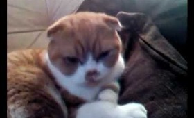 When The Beat Drops |Scottish Fold Cat