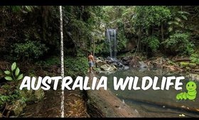 TAMBORINE MOUNTAIN + AUSTRALIA WILD LIFE | AUSTRALIA DAY 7