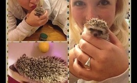 Hedgehog 1 Week Update