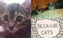Cat Vlog: June 14 2013