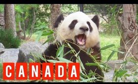 Travel in Canada 2 ♥ Toronto, Niagara Falls, Panda, etc. ♥