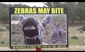 VLOG: ATTACKED BY A ZEBRA