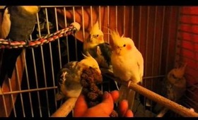 The cockatiels almost love me!