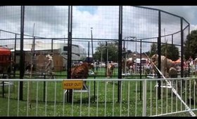Bengal Tigers ! Happy Anniversary To Me !