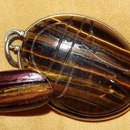 A tiger eye mani for the tigress in you! Meow!!