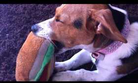 Lyla my jack russell is very sleepy with her favourite hot dog toy