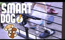 Smart dog LOL