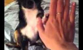 Puppy tricks