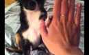 Puppy tricks