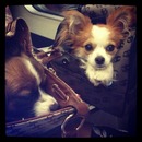 Cute dogs in fashion bags. 
