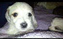 Mauxie☆Maltese&dachshund mix puppies 5 weeks old