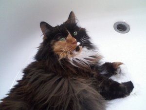 My baby Bella...she's a long haired Norwegian Forest Cat
