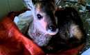 Cute Baby Deer!
