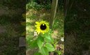 My son's sunflower has blossom guys