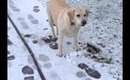 Snowy Wales - dog eating snow 2