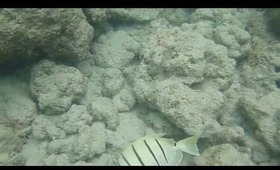 Hanauma Bay Underwater Video of Fishes 6.20.13 Part 2