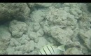 Hanauma Bay Underwater Video of Fishes 6.20.13 Part 2