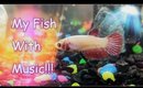 My Pet Fish in the Aquarium with Music