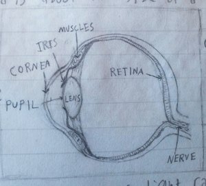 Diagram of the eye  (*╹▽╹*)