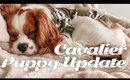 cavalier king charles spaniel puppy update / our experience with raising a puppy ✖︎ EverSoCozy