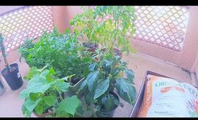 HOW I GROW VEGETABLES AT HOME / GARDEN MAINTENANCE