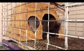 Good Morning from the DustBath Chinchilla Herd